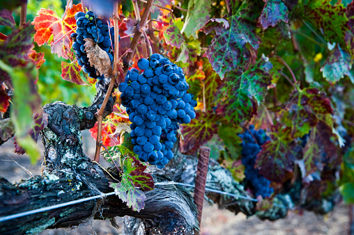 Cabernet Sauvignon grapes on the vine in Napa, Sonoma California with copy-space.
