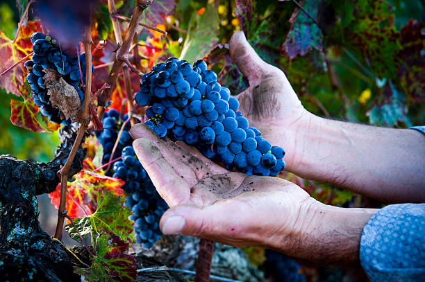 mani dei lavoratori migranti con uva cabernet sauvignon della napa sonoma - biodynamic foto e immagini stock