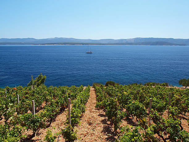 Beautiful Dalmatian vineyard stock photo