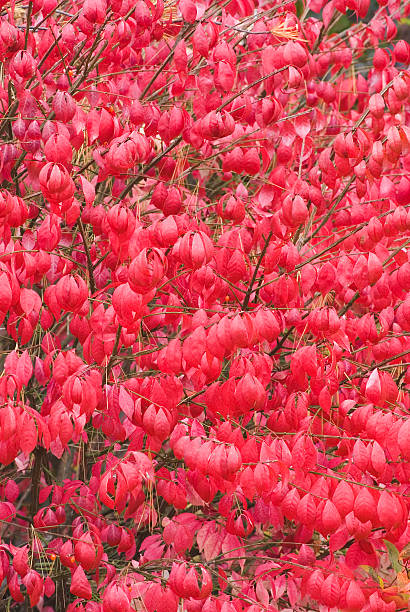 brûler bush plant (euonymus alatus)-ii - burning bush photos et images de collection