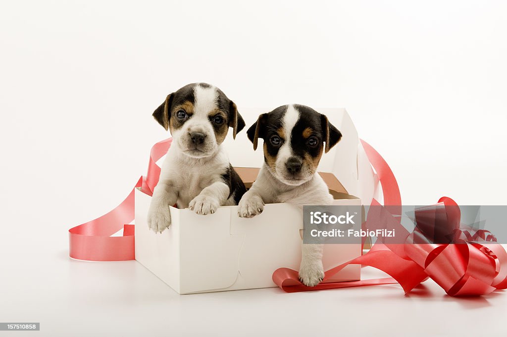 couple of puppies in gift box  Box - Container Stock Photo