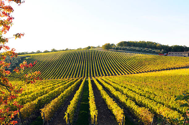 istock Vineyard Landscape in Autumn 157510865