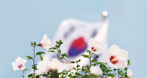 Blue sky Republic of Korea Taegeukgi and Mugunghwa flower and Samiljeol and Liberation Day, Constitution Day and Hangeul Day and Memorial Day Korean national holidays background