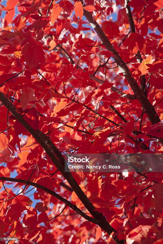 Jesień Klon czerwony liście, błękitne niebo, jesień liście - Zbiór zdjęć royalty-free (Bez ludzi)