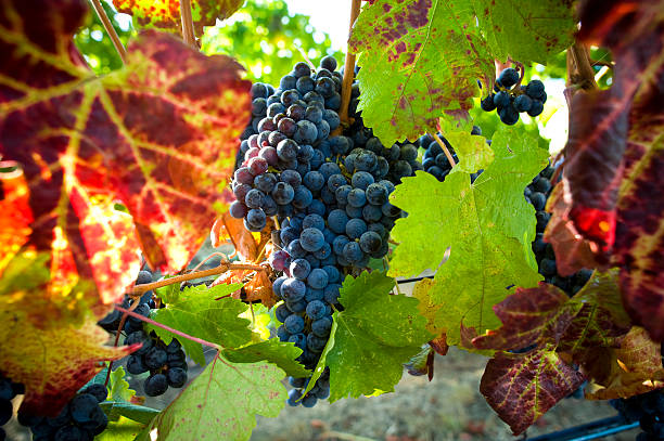 cabernet sauvignon uvas nas videiras em napa e sonoma, califórnia - vineyard california napa valley vine - fotografias e filmes do acervo