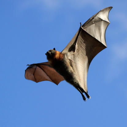 A fruit bat in flight with wings out stretched. Look closely and see the veins in the wings. This is a grey headed flying fox, the largest of the flying foxes. Image taken in Melbourne, Australia.