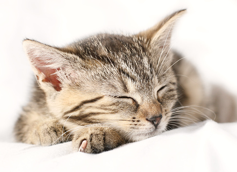 sleeping little kitten on white background\n\n\n\n