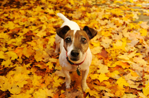 istock Jack Russell Terrier in the Autumn 157511116