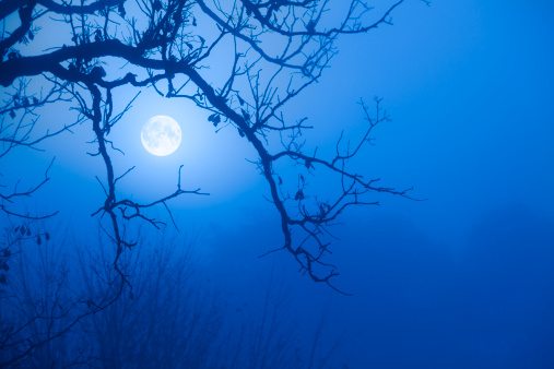Eerie Blue Moonrise Through October Fog, Scarry Oak tree Branches
