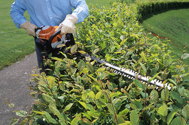 istock Gardener Cutting the hedges with electrical trimmer 157511180