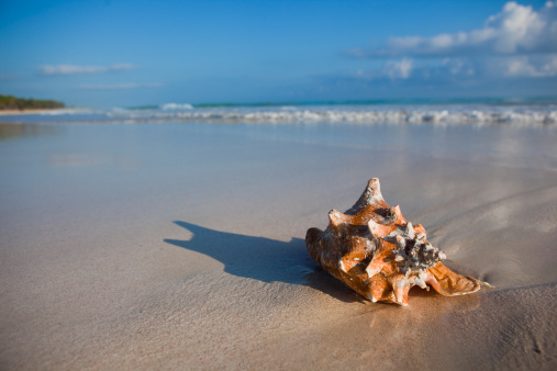Sea cockleshell on a sandy beach