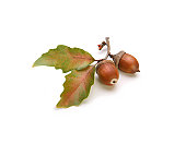 Acorns and Oak Leaves Isolated on White