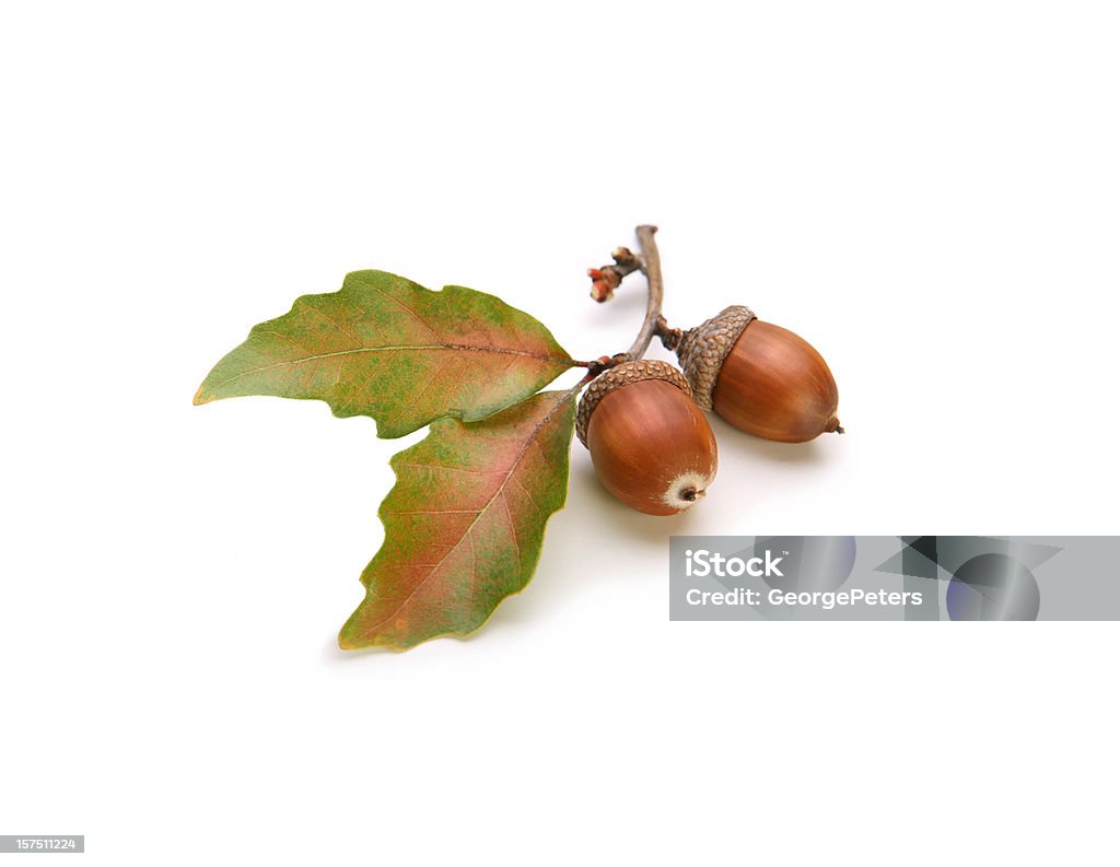 Acorns and Oak Leaves Isolated on White Oak branch with acorns and oak leaves isolated on white. Acorn Stock Photo