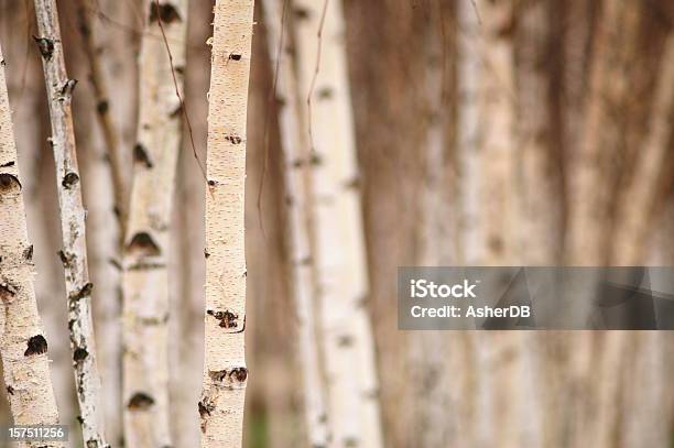 Alberi Di Betulla - Fotografie stock e altre immagini di Betulla - Betulla, Legno, Albero