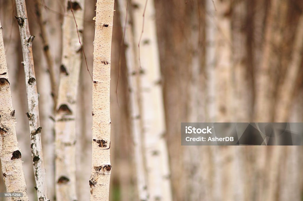 버치 나무 - 로열티 프리 자작나무 스톡 사진