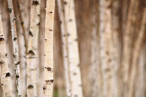 Many birch tree trunks with a few in focus in the foreground, the trees in the background are out of focus.