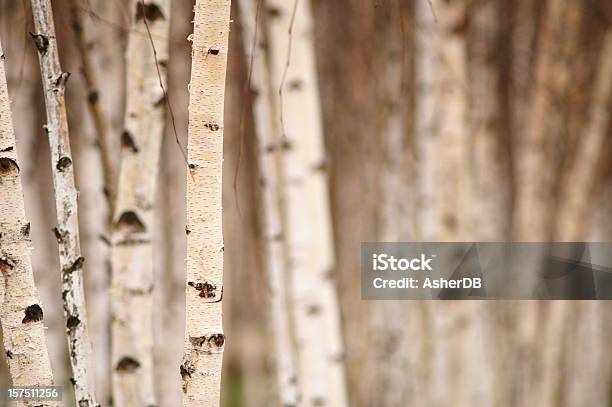 Drzew Brzozy - zdjęcia stockowe i więcej obrazów Brzoza - Brzoza, Drewno - Tworzywo, Drzewo