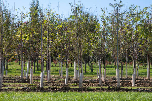 istock Rows of Young Trees on a Tree Farm 157511265