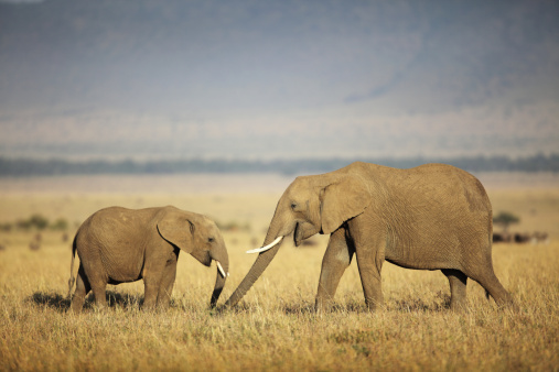 Mother Elephant and calf on the plains of the Masai Mara, Kenya