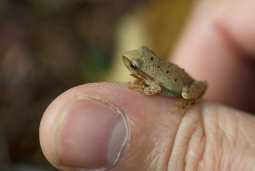 Tiny baby natterjack toad between human fingers. Closeup