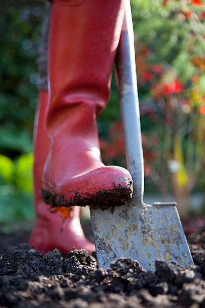 Digging With Spade in Garden stock photo