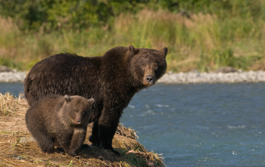 Two babies grizzlys walking on the shore of the river in Alaska