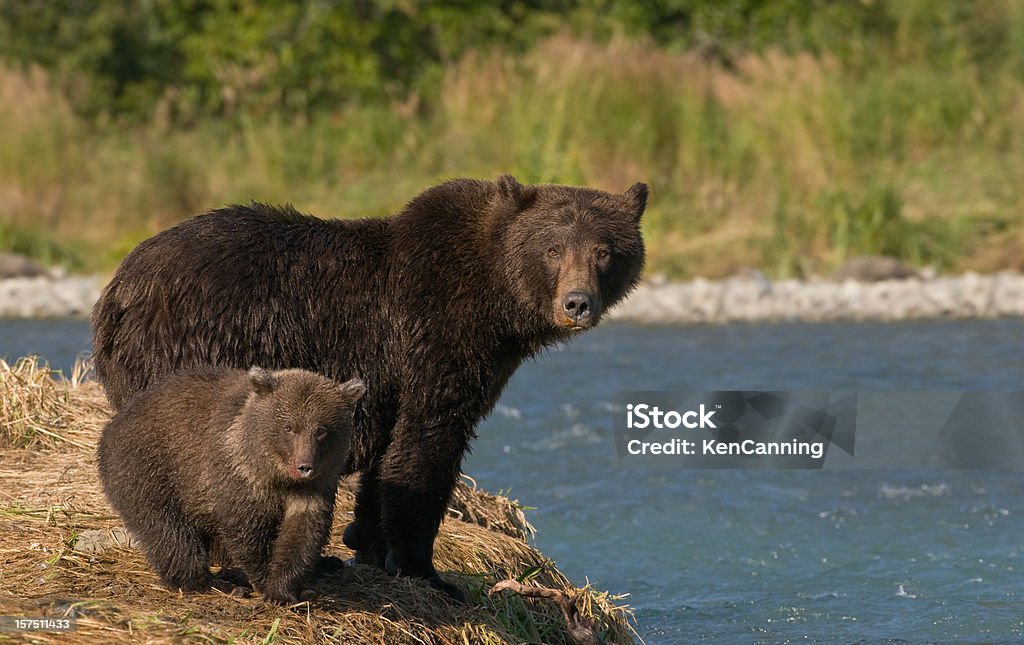 Grizzly Bear Mother and Cub  Sow - Bear Stock Photo