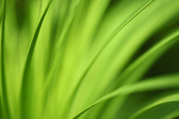 fundo verde natureza longo leafs - long leaf grass blade of grass imagens e fotografias de stock