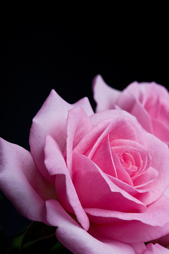 close up of pink roses with black background