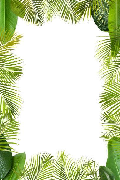 istock Tropical green leaves frame isolated on white with copy space 157511484