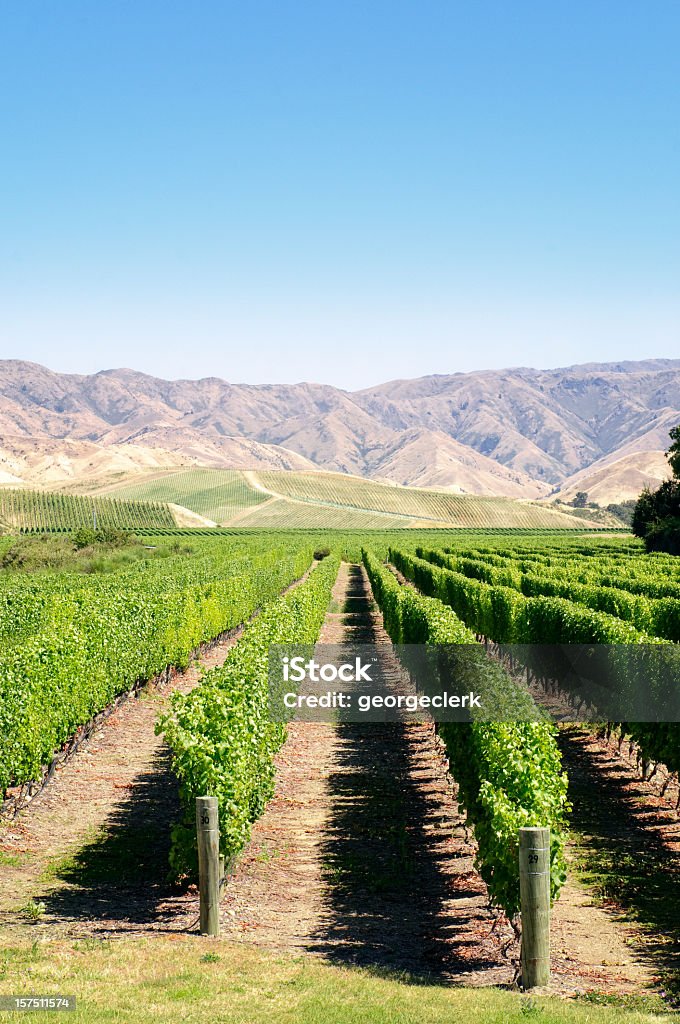 Vines et les montagnes - Photo de Agriculture libre de droits