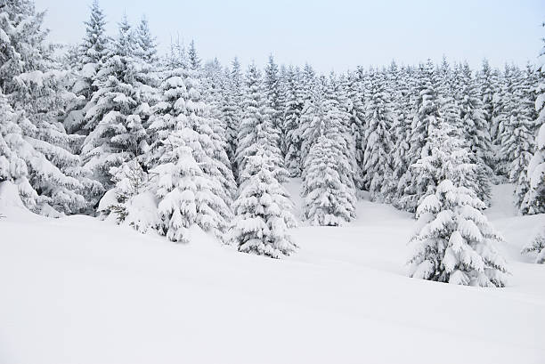 istock Winter Landscape with Snow Covered Trees 157511606