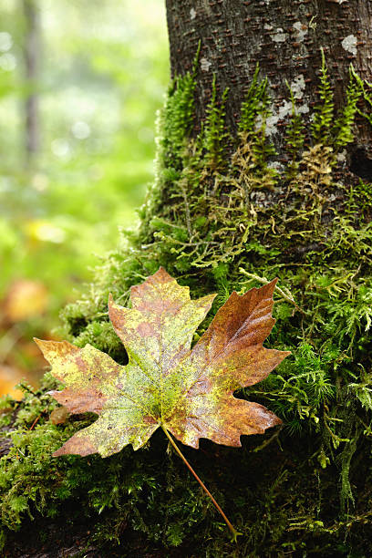 추절 잎 스톡 사진
