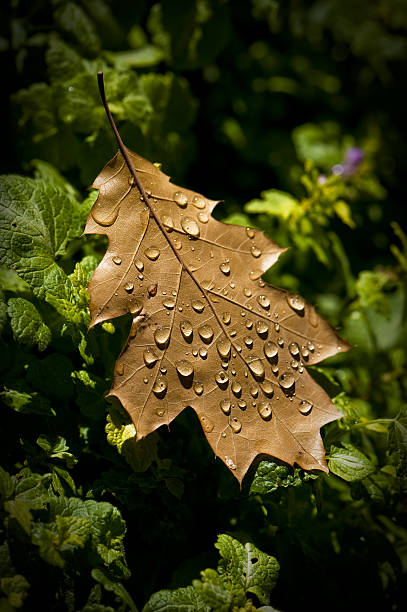 Fallen Blätter – Foto