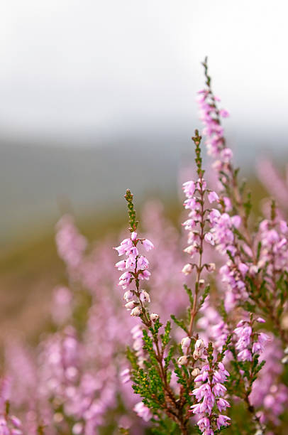 wild heather em terras altas da escócia - flower single flower macro focus on foreground - fotografias e filmes do acervo