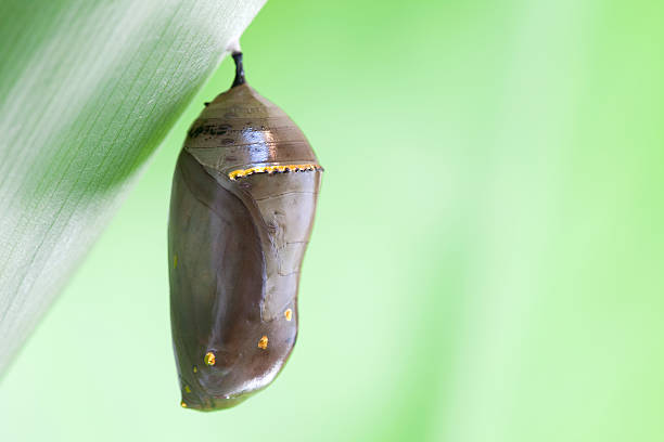 Monarch Butterfly Chrysalis with Green Background stock photo