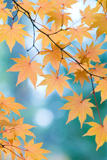 schöne japanische ahorn blätter-i - autumn japanese maple maple tree selective focus stock-fotos und bilder