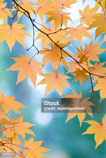 Bela Folhas De Bordo Japonêsi - Fotografias de stock e mais imagens de Outono - Outono, Azul, Laranja - Cores