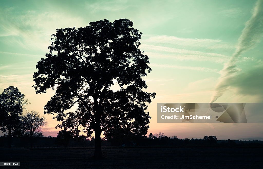Quercia tramonto - Foto stock royalty-free di Ambientazione esterna