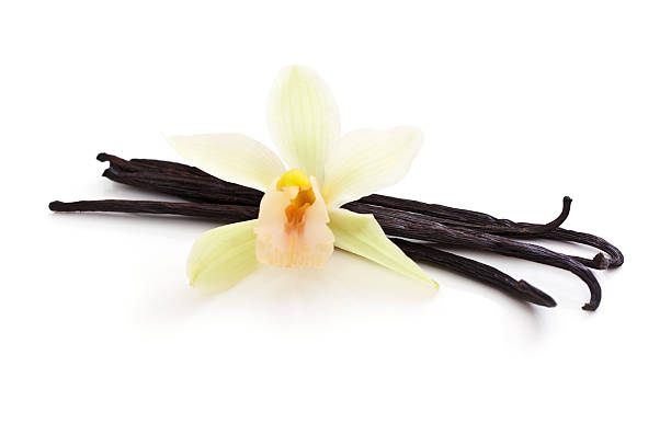 istock Vanilla Beans bunched together with a White Orchid on top 157511851