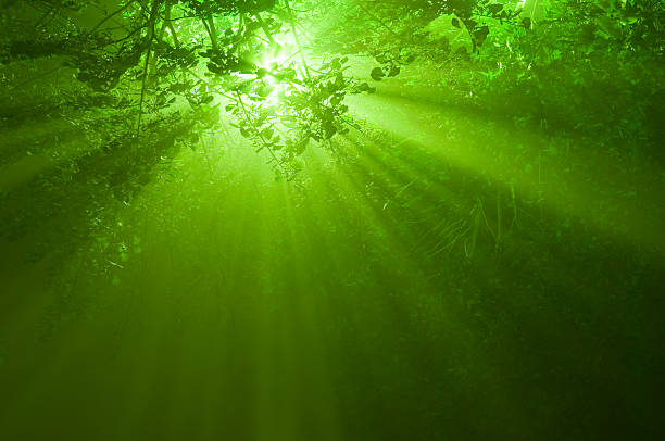 sunbeams nella foresta mistica - luce alla fine del tunnel foto e immagini stock