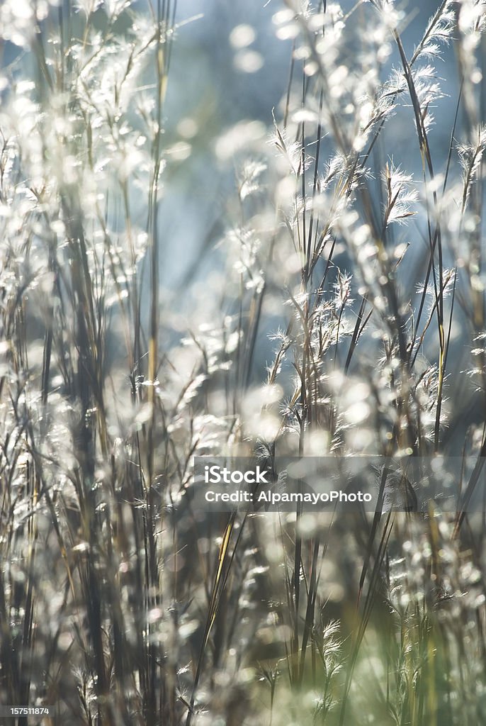 Leuchtendes Little Präriegras (Schizachyrium scoparium) – II - Lizenzfrei Präriegras Stock-Foto