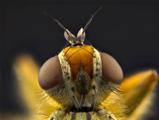 istock Yellow dung fly (Scatophaga stercoraria) portrait 157511875