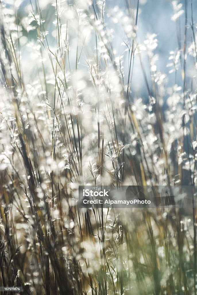 Backlit Little Bluestem grass (Schizachyrium scoparium) - III  Bluestem Grass Stock Photo