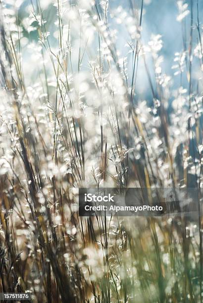 Backlit Little Bluestem Grass Iii Stock Photo - Download Image Now
