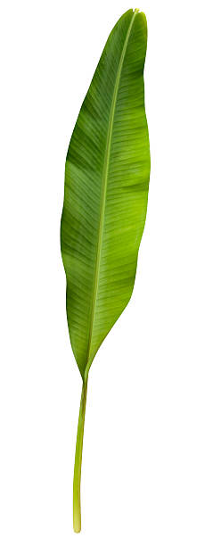 istock Green banana leaf isolated on white with clipping path 157511978