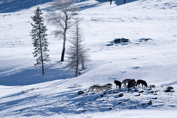istock Druid wolf pack in snow filled Lamar Valley, Yellowstone 157512005