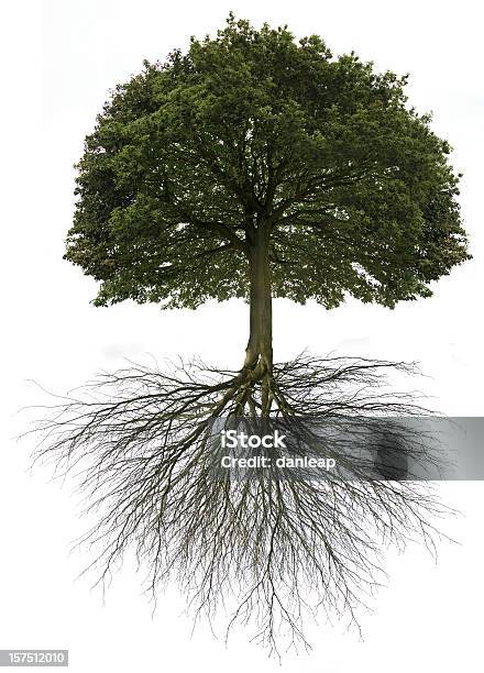 Árbol De La Vida Foto de stock y más banco de imágenes de Raíz - Raíz, Árbol, Orígenes