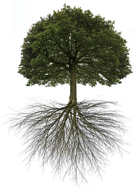 albero della vita - roots foto e immagini stock
