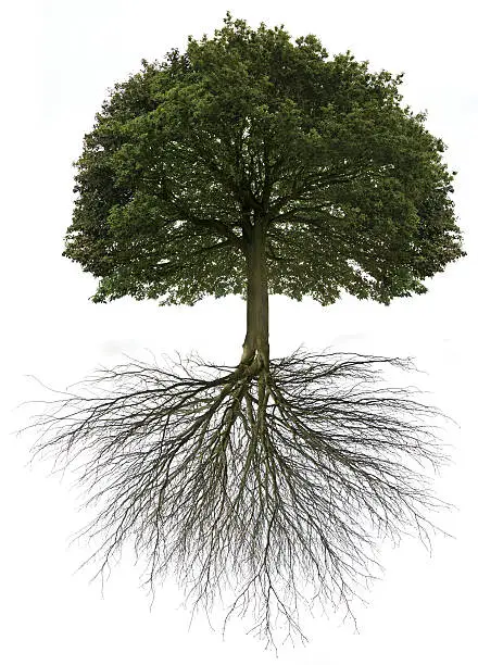 Photo of Tree of Life